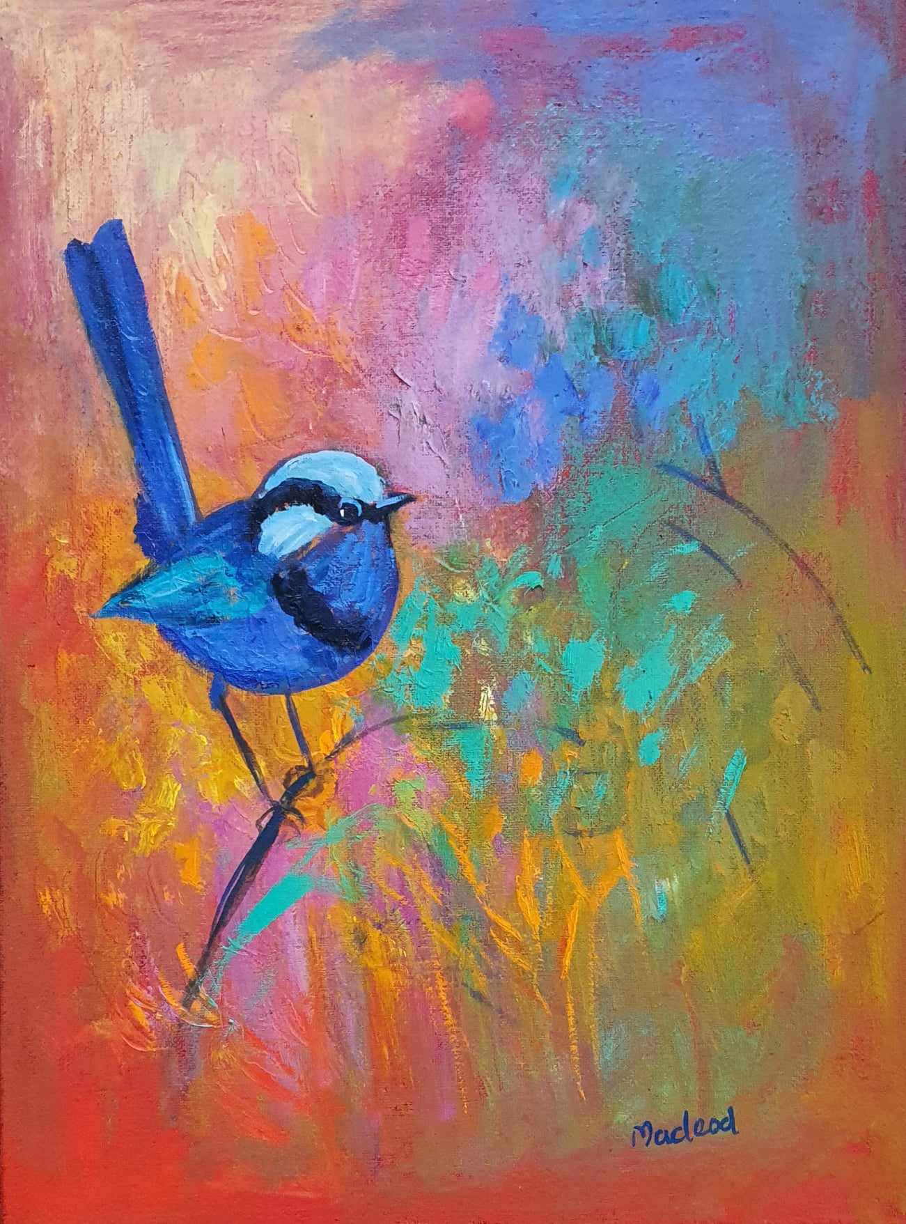 Fairy Wren King of the Morning